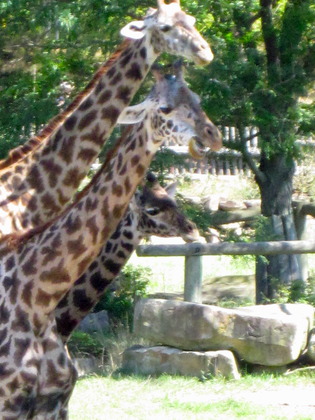 Giraffe Family Portrait